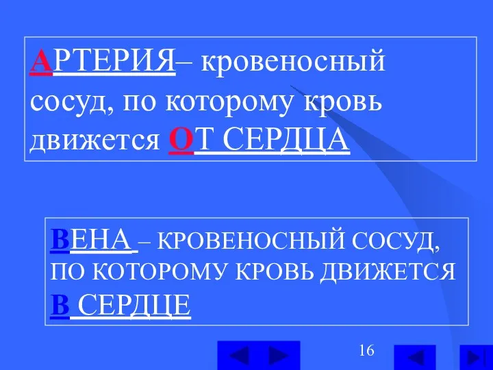 АРТЕРИЯ– кровеносный сосуд, по которому кровь движется ОТ СЕРДЦА ВЕНА