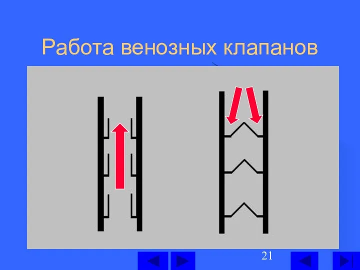 Работа венозных клапанов