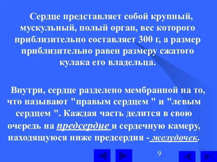 Сердце представляет собой крупный, мускульный, полый орган, вес которого приблизительно