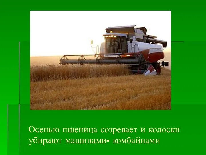 Осенью пшеница созревает и колоски убирают машинами- комбайнами