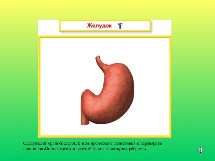 Следующий орган-желудок.В нём происходит подготовка к переварива нию пищи.Он находится в верхней части живота,под рёбрами.