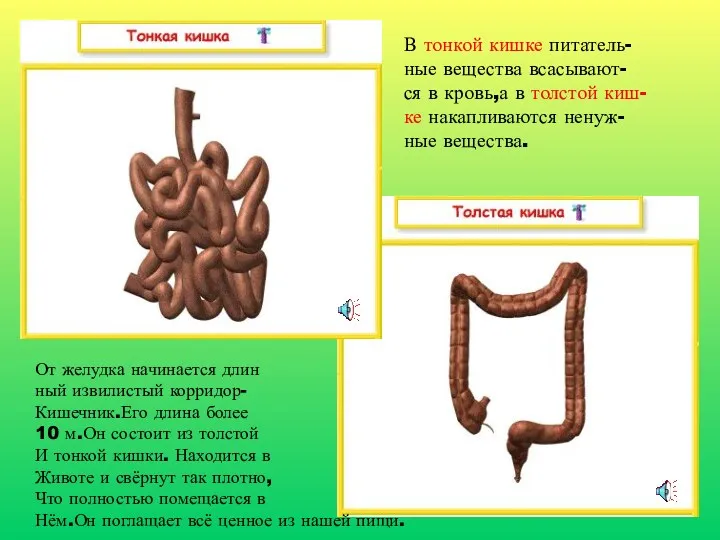 От желудка начинается длин ный извилистый корридор- Кишечник.Его длина более