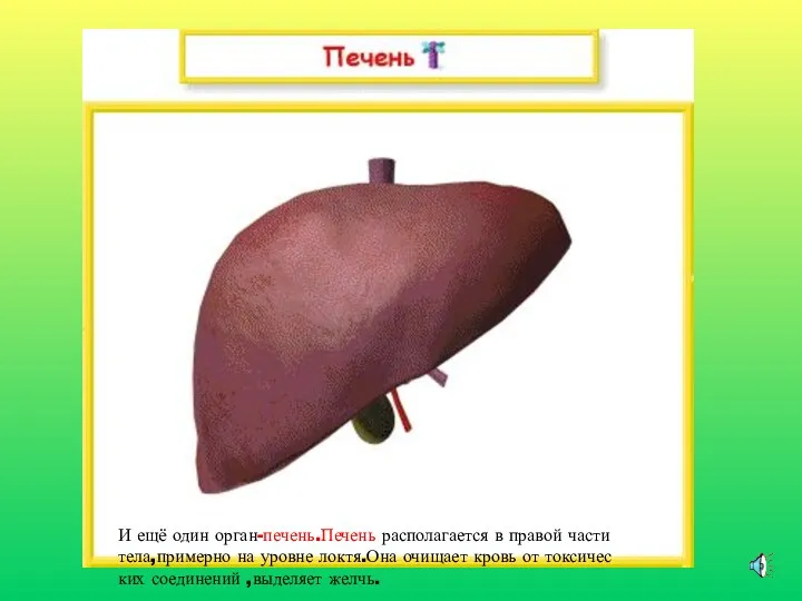 И ещё один орган-печень.Печень располагается в правой части тела,примерно на