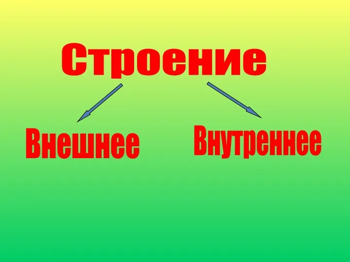 Строение Внешнее Внутреннее