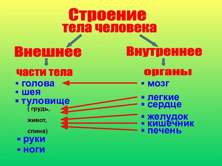 Строение Внешнее Внутреннее тела человека части тела органы голова шея