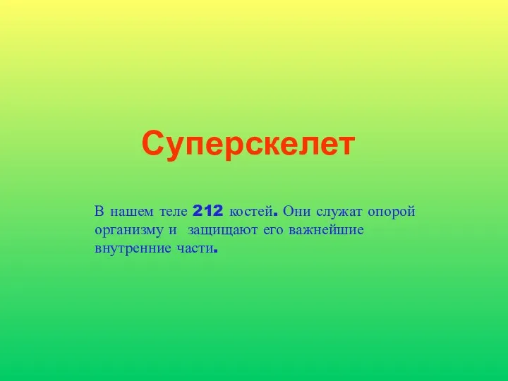 Суперскелет В нашем теле 212 костей. Они служат опорой организму и защищают его важнейшие внутренние части.