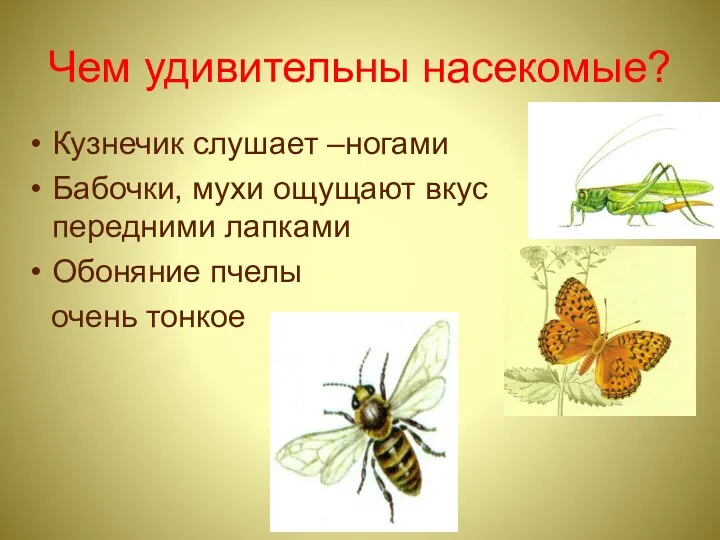 Чем удивительны насекомые? Кузнечик слушает –ногами Бабочки, мухи ощущают вкус передними лапками Обоняние пчелы очень тонкое