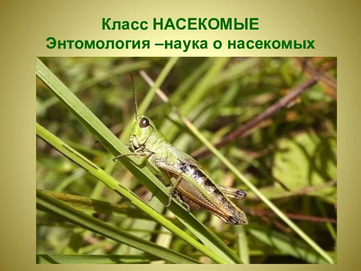 Класс НАСЕКОМЫЕ Энтомология –наука о насекомых
