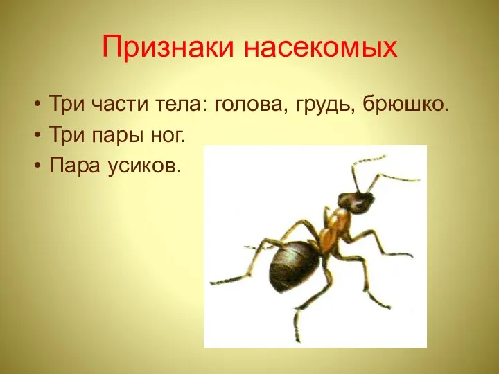 Признаки насекомых Три части тела: голова, грудь, брюшко. Три пары ног. Пара усиков.