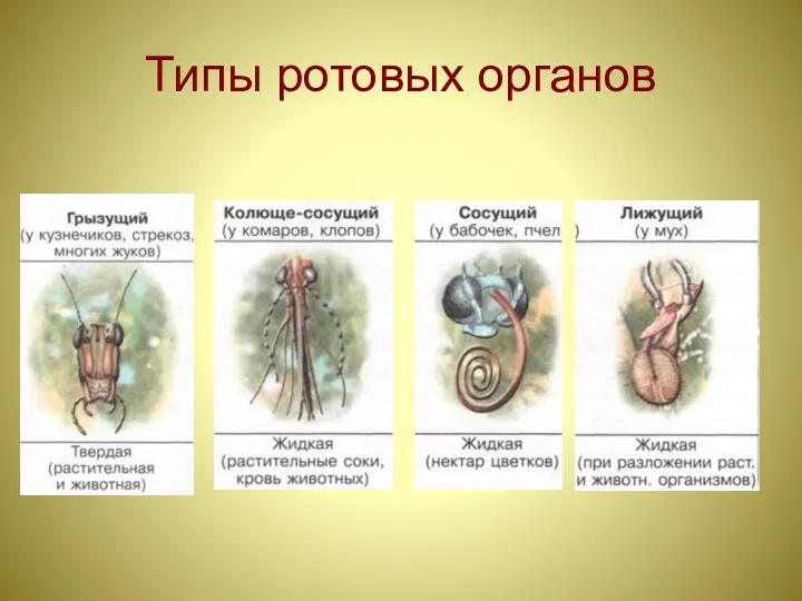 Типы ротовых органов