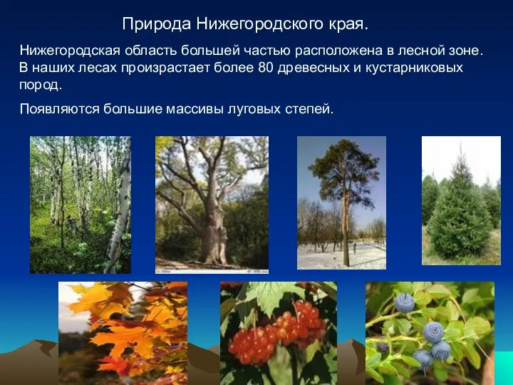 Природа Нижегородского края. Нижегородская область большей частью расположена в лесной зоне. В наших
