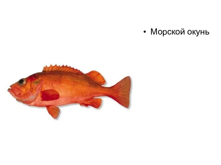 Морской окунь