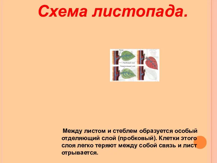 Схема листопада. Между листом и стеблем образуется особый отделяющий слой