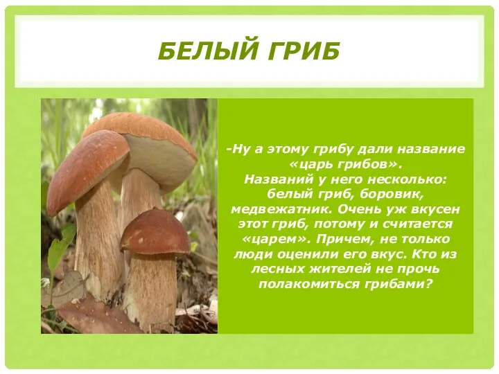 Белый гриб -Ну а этому грибу дали название «царь грибов».