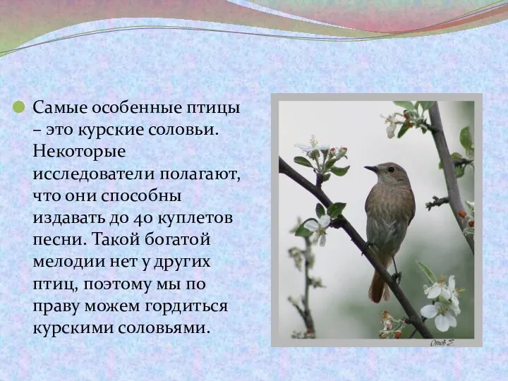 Самые особенные птицы – это курские соловьи. Некоторые исследователи полагают,