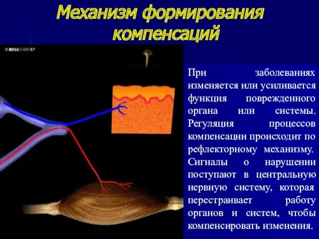 Механизм формирования компенсаций При заболеваниях изменяется или усиливается функция поврежденного