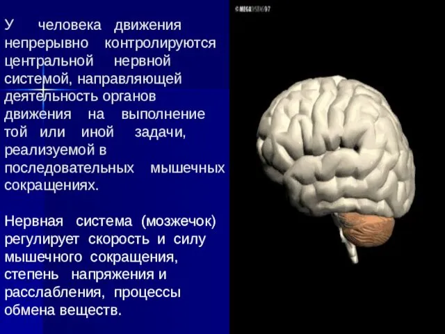 У человека движения непрерывно контролируются центральной нервной системой, направляющей деятельность