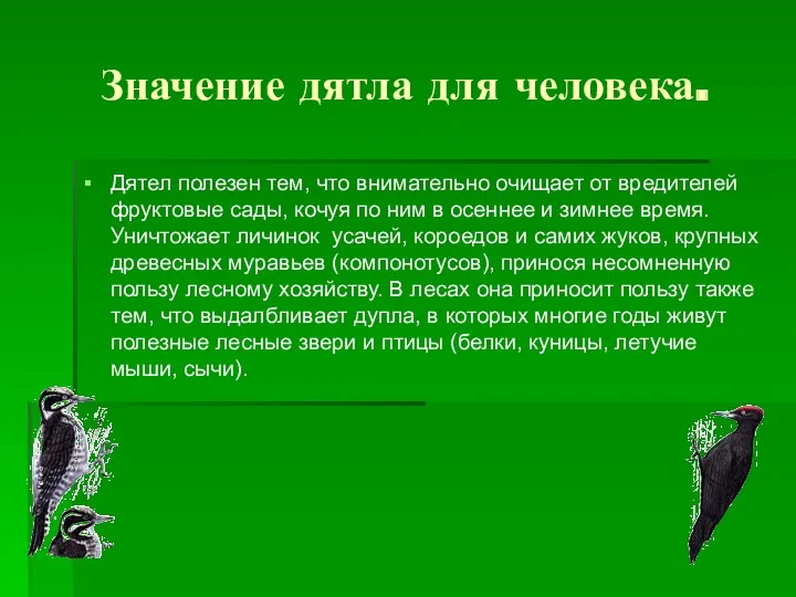 Значение дятла для человека. Дятел полезен тем, что внимательно очищает