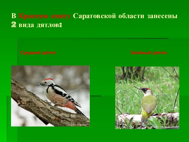 В Красную книгу Саратовской области занесены 2 вида дятлов: Средний дятел Зелёный дятел.