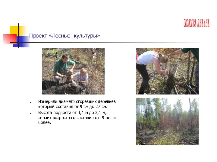 Проект «Лесные культуры» Измерили диаметр сгоревших деревьев который составил от