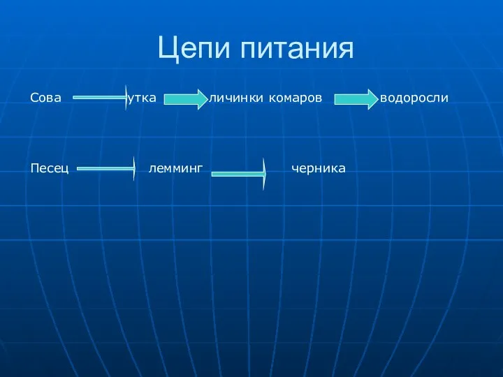 Цепи питания Сова утка личинки комаров водоросли Песец лемминг черника