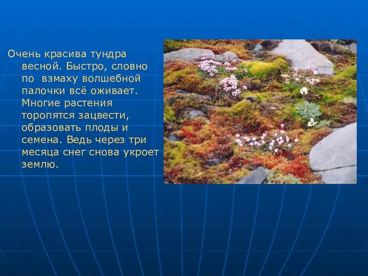 Очень красива тундра весной. Быстро, словно по взмаху волшебной палочки