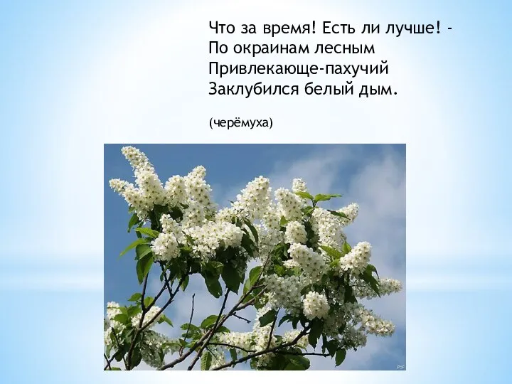 Что за время! Есть ли лучше! - По окраинам лесным Привлекающе-пахучий Заклубился белый дым. (черёмуха)