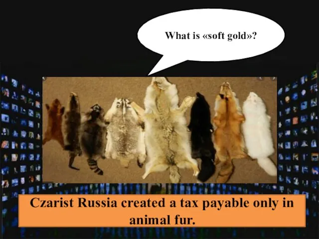 What is «soft gold»? Czarist Russia created a tax payable only in animal fur.