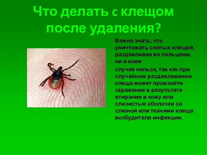 Что делать c клещом после удаления? Важно знать, что уничтожать снятых клещей, раздавливая