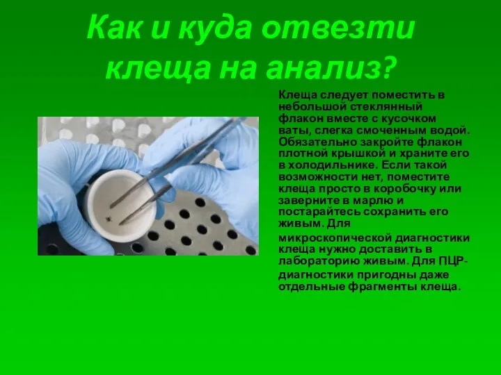 Как и куда отвезти клеща на анализ? Клеща следует поместить в небольшой стеклянный