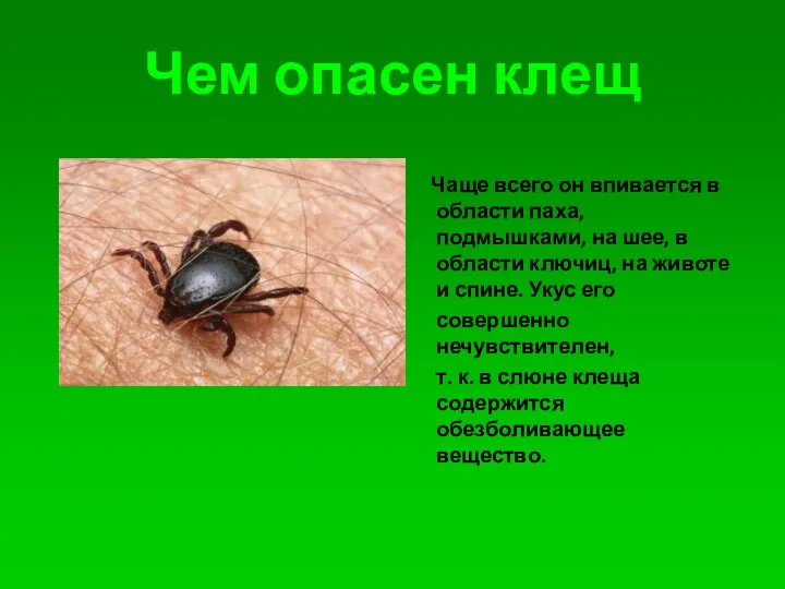 Чем опасен клещ Чаще всего он впивается в области паха, подмышками, на шее,