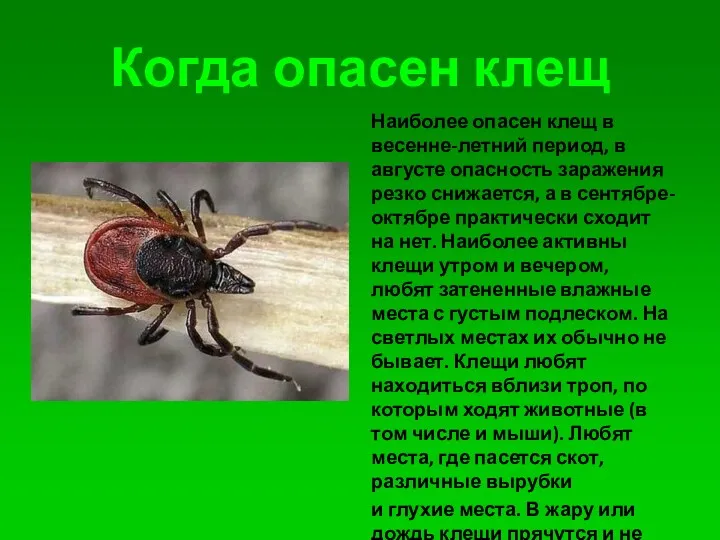 Когда опасен клещ Наиболее опасен клещ в весенне-летний период, в августе опасность заражения