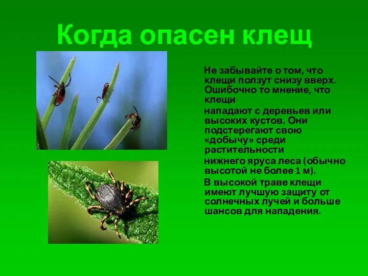 Когда опасен клещ Не забывайте о том, что клещи ползут снизу вверх. Ошибочно