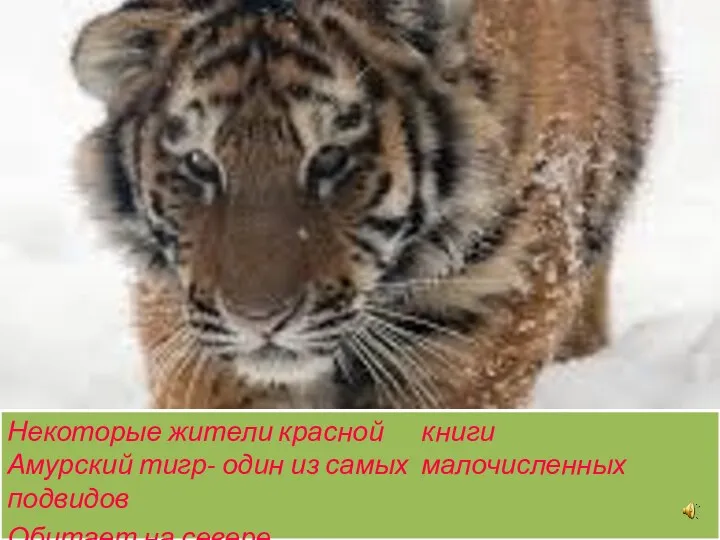 Некоторые жители красной книги Амурский тигр- один из самых малочисленных подвидов Обитает на севере
