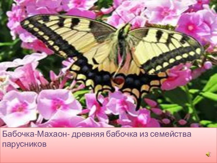 Бабочка-Махаон- древняя бабочка из семейства парусников