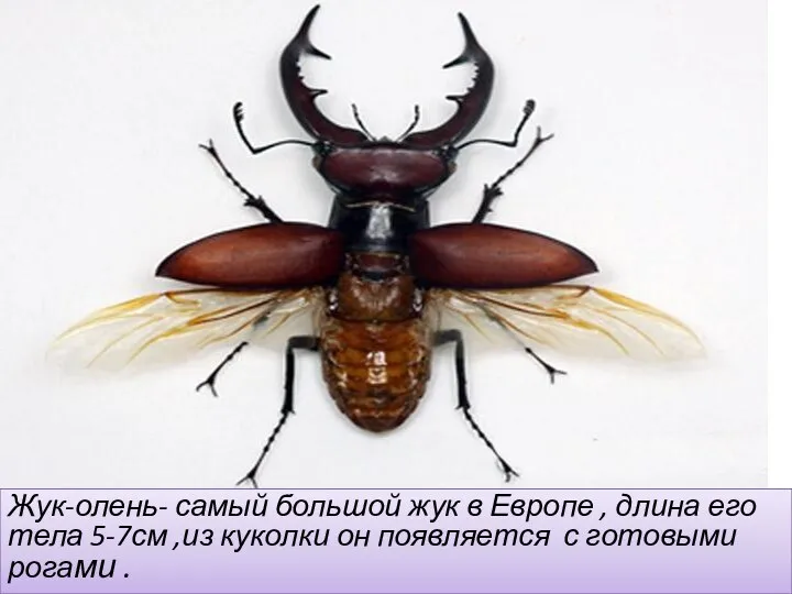 Жук-олень- самый большой жук в Европе , длина его тела 5-7см ,из куколки