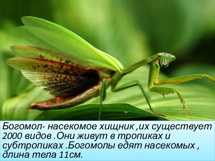 Богомол- насекомое хищник ,их существует 2000 видов .Они живут в тропиках и субтропиках