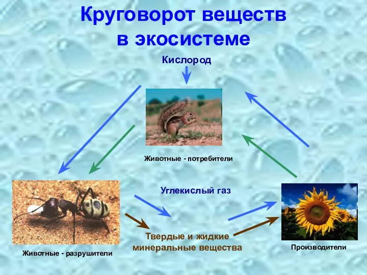 Круговорот веществ в экосистеме Углекислый газ Твердые и жидкие минеральные вещества Кислород