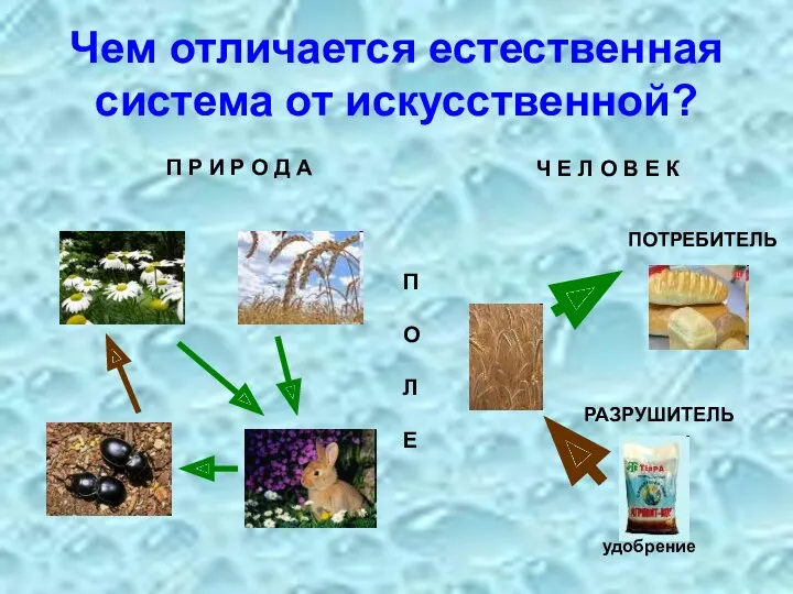 Чем отличается естественная система от искусственной? Ч Е Л О