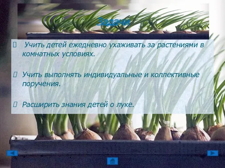 Учить детей ежедневно ухаживать за растениями в комнатных условиях. Учить