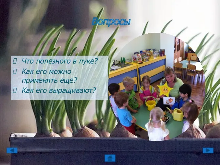 Что полезного в луке? Как его можно применять еще? Как его выращивают? Вопросы