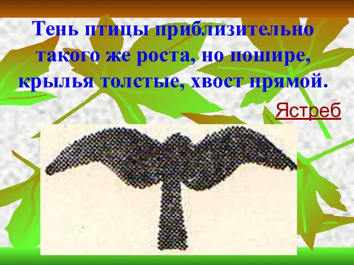 Тень птицы приблизительно такого же роста, но пошире, крылья толстые, хвост прямой. Ястреб