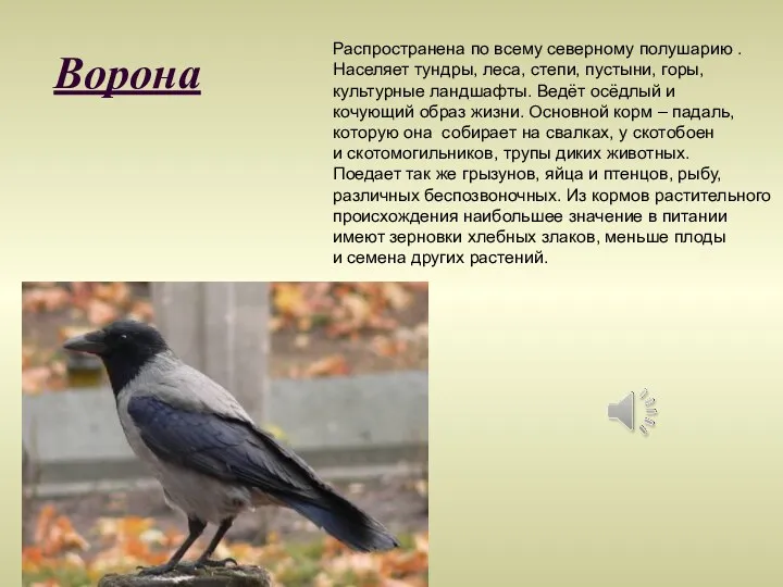 Ворона Распространена по всему северному полушарию . Населяет тундры, леса, степи, пустыни, горы,