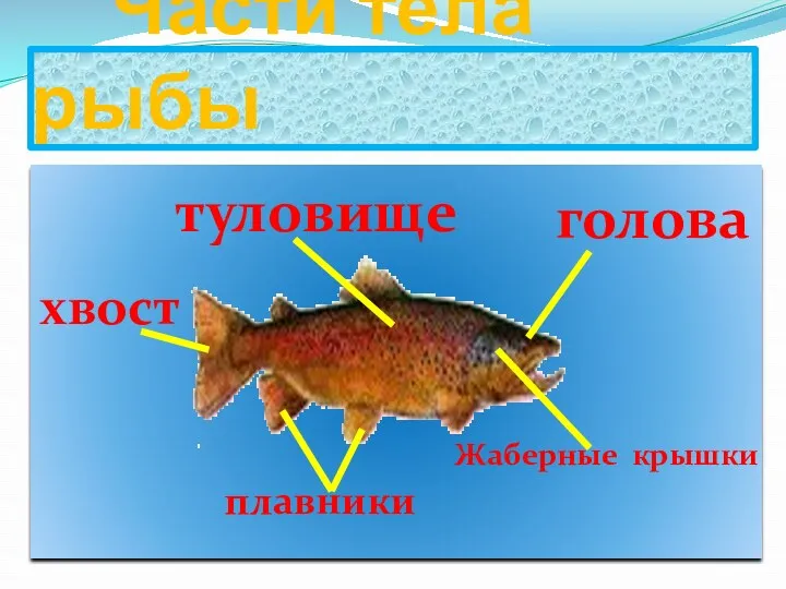 Части тела рыбы голова Жаберные крышки туловище хвост плавники