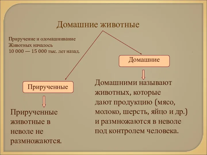 Домашние животные Домашними называют животных, которые дают продукцию (мясо, молоко, шерсть, яйцо и