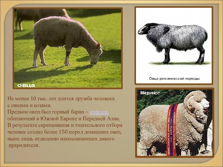 Не менее 10 тыс. лет длится дружба человека с овцами