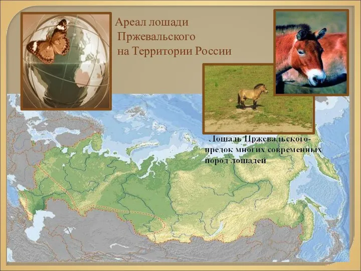 Ареал лошади Пржевальского на Территории России