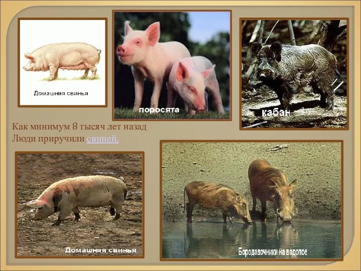 Как минимум 8 тысяч лет назад Люди приручили свиней.
