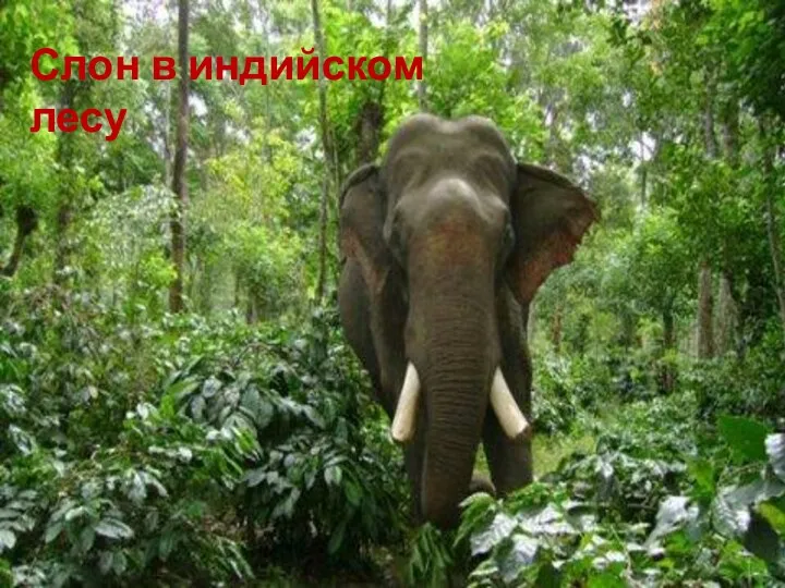 Слон в индийском лесу