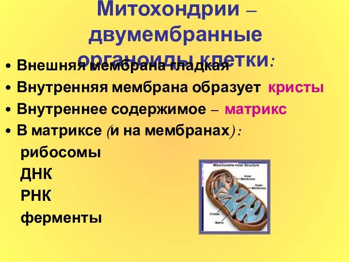 Митохондрии – двумембранные органоиды клетки: Внешняя мембрана гладкая Внутренняя мембрана